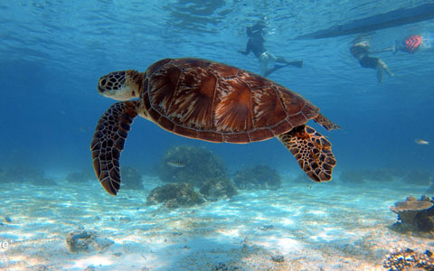 Sea Turtle